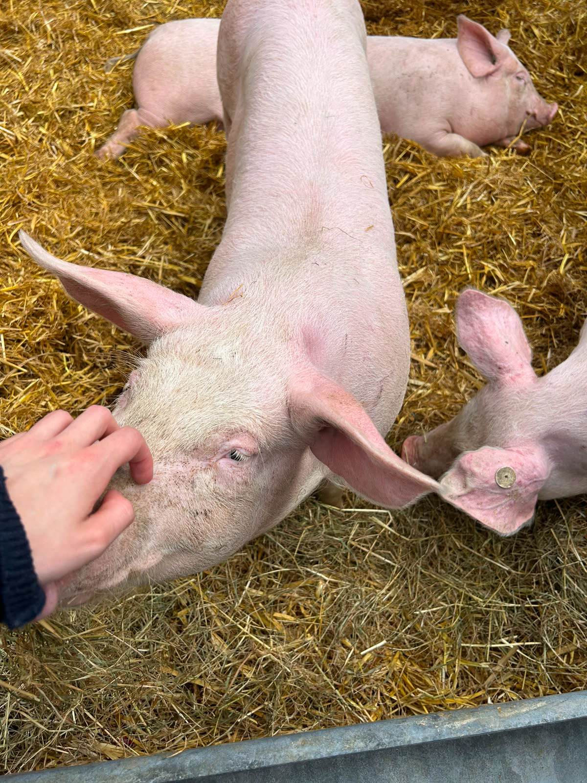 2026-06-17XEkXExkursionXSchweinestallXX3XvonX3X